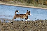 CORGI CARDIGAN 148